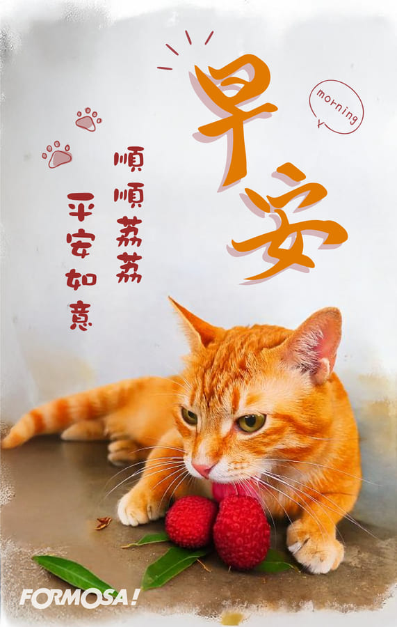 早安問候圖！LINE長輩圖免費下載-FORMOSA!貼圖酷