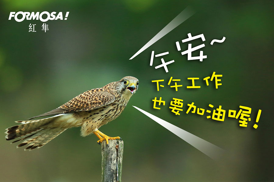 長輩圖！LINE長輩圖免費下載-FORMOSA！貼圖酷