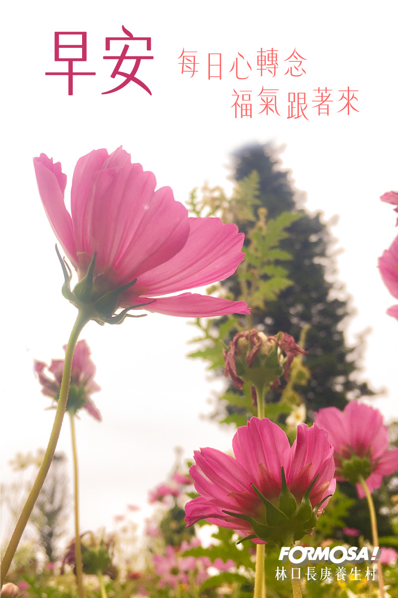 長輩圖！LINE長輩圖免費下載-FORMOSA！貼圖酷