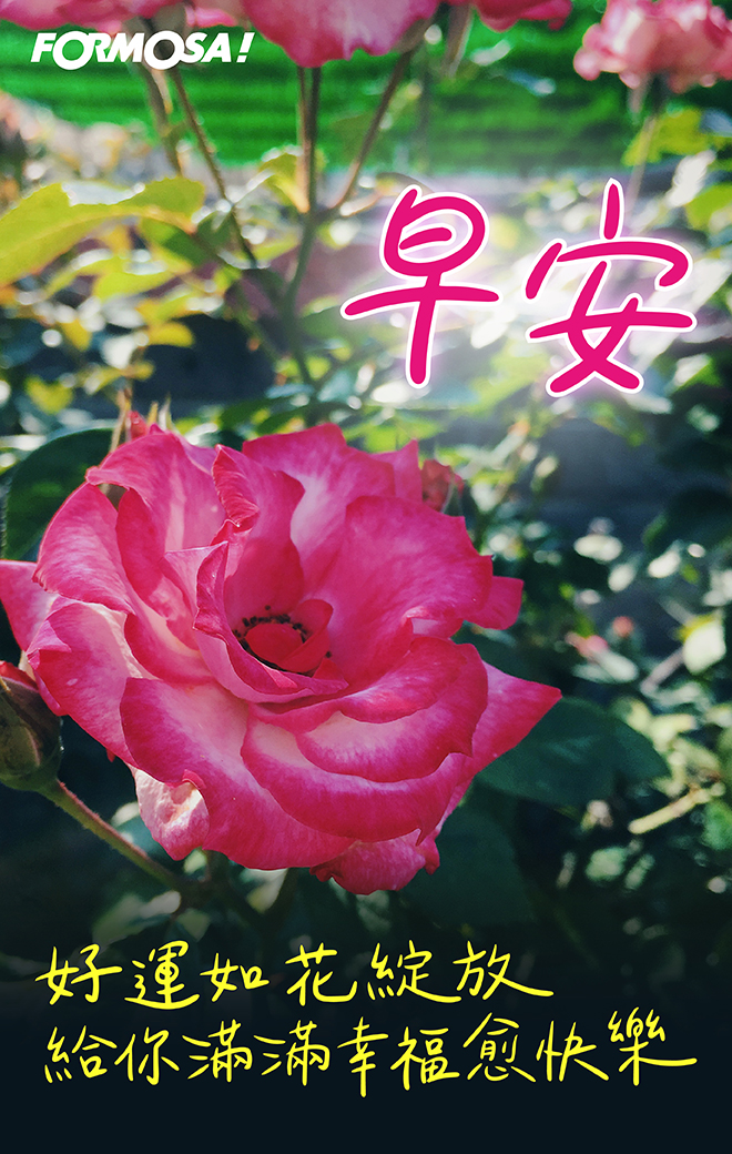 早安圖！LINE貼圖免費下載-FORMOSA！貼圖酷