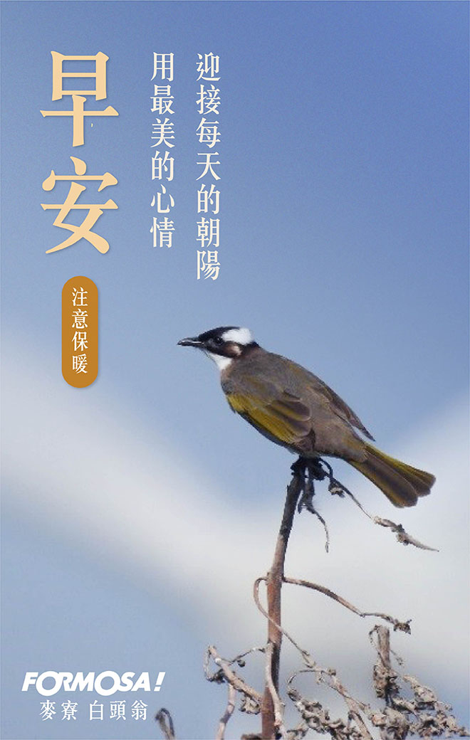 早安圖！LINE貼圖免費下載-FORMOSA！貼圖酷