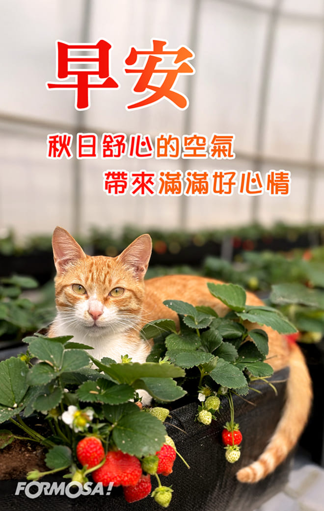 長輩早安圖｜溫馨問候圖卡免費下載【FORMOSA!貼圖酷】